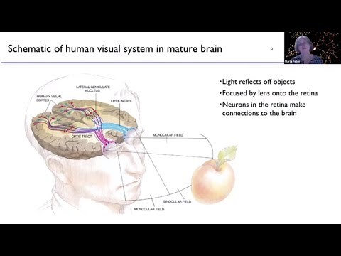 The Role of Neural Activity in Wiring Up the Brain