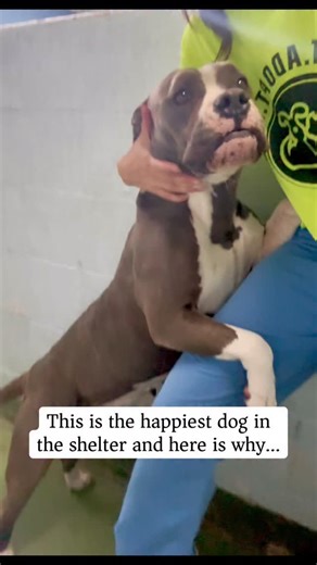 A Shelter Dog’s Tail on Instagram: "Sugarfoot #A27415175 has no reason to trust humans after being dumped on the side of the road in a cage with no food or water. And yet, she is undeniably the happiest dog in the shelter. Dogs know when they’ve been saved and the shelter is probably the safest place she’s ever been. Despite whatever her past has been, she’s gentle, sweet, trusting, easy to walk on the leash and gentle with her treats. She is currently at Miami-Dade Animal Services overflow shel