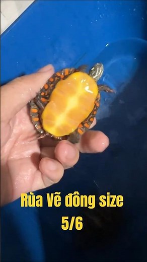 Winter Painted Turtle size 5/6