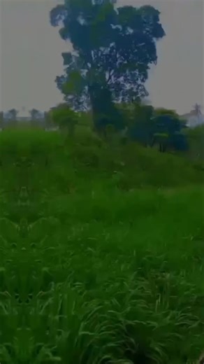 rasmy (@rasmynew0)’s videos with original sound - Mr.K