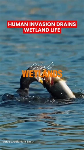 Human Invasion and Its Impact on Wetland Life
