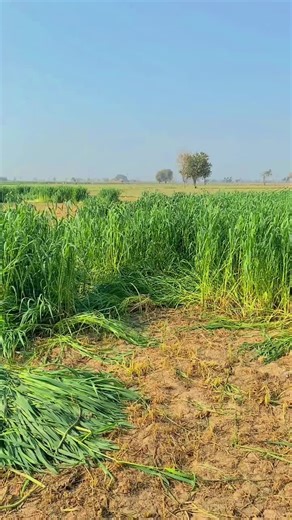 a day in my village #discoverpattokiwithabdullah #viral