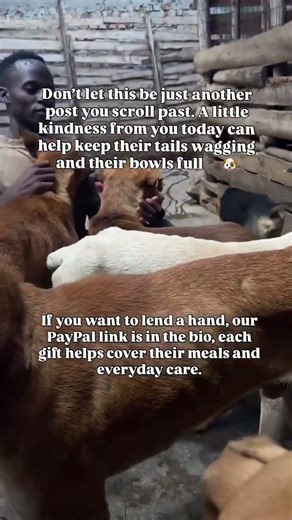If you choose to help, our PayPal link is in bio, your help goes toward their meals and daily care🩷