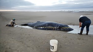 67K views · 36 reactions | Volunteers spent more than a day trying to...