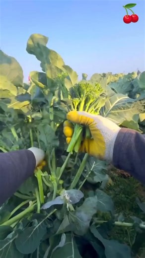 Sk 2842 mini rotary tillage and ridging one one tree short view #travel #beach #flowers