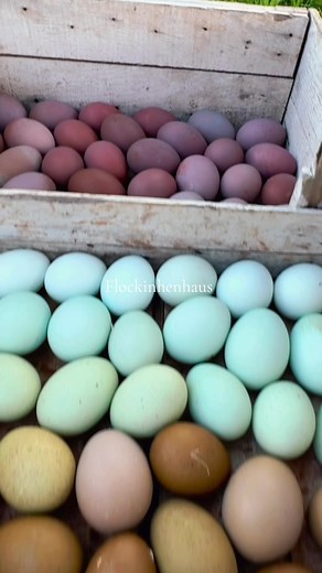 Hatching Colorful Eggs: Discover Rainbow Chickens