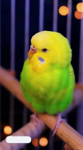 Midnight Snack! Blue Parakeet Caught Eating Bird Seed at Night