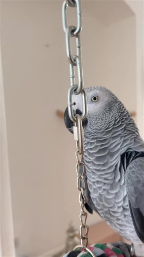 25K views · 905 reactions | Trying to clean his cut, but he’s too busy being funny doing his dancing  #birds #parrot #parrots #animals #bird #pets #animalreels # birds #africangrey #funny #funnyanimals | Cruztheafricangrey | Facebook