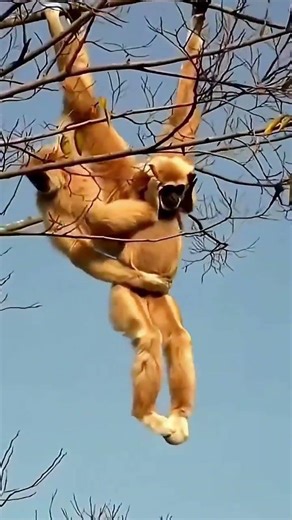 he followed the movement.. the trees got busy. Bush Awareness..
