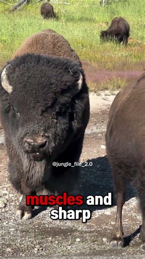 What Happens When a Tiger Attacks a Gaur?