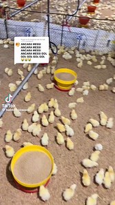 Messi Messi 😭🤣🤣🤣🤣🤣🤣❤ | Parole de chanson et actualité