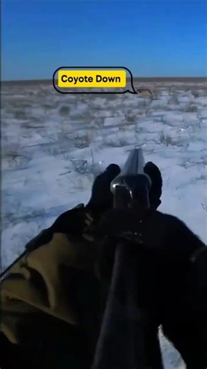 снег… начинается охота на волка#shorts