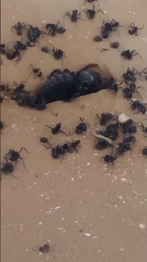 ABW Shorts - Camel Spider Assault: The Ant Colony Siege [Epic Bug Battle]