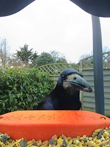 2K views · 52 reactions | This rook sure knows his best angles  | Birdbuddy | Facebook