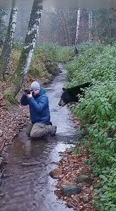 62K views · 143 reactions | Bear Attacks Photographer During...