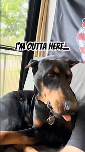 Doberman Wakes Up… Sees the Camera… Instantly Checks Out 😅🐶