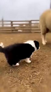 so cute | Lover's Of Border Collie
