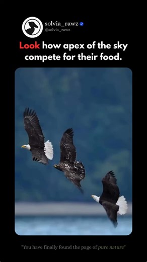 Solvia Origin | ‼️Three eagles fighting over a single meal might look chaotic, but it’s actually a natural part of raptor life. When multiple eagles land... | Instagram