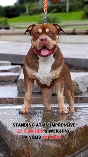PRINCE ROCKA➖American XL bully ➖Chocolate Tri➖Based in South East London ➖Owner @obb_kennels_ This boy is outstanding. Great example of a well structured XL & with a stunning Chocolate Tri coat to match! Thanks for collaborating with us Follow him & his journey. @obb_kennels_ If you’re interested in collaborating with us Drop us a DM @pawpointuk credit @bullylairuk @bossykennelsfamily @bossbullyss | PAW POINT UK