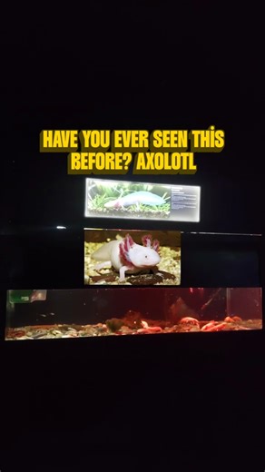 A Fish That Walks? Meet the Axolotl! 😲 #shorts #zoo #animals