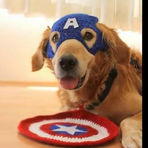 12K views · 184 reactions | HA! Doggie homemade Halloween costumes!!!...