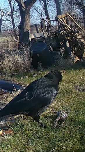 A crow snacks on a frog