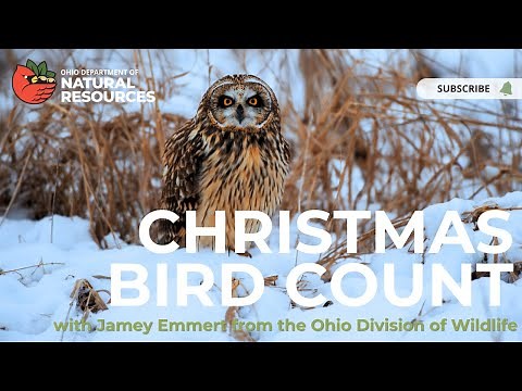 Christmas Bird Count