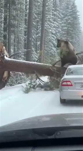 Giant Bear Saves Driver by Clearing Fallen Tree | Realistic Dashcam Forest Rescue