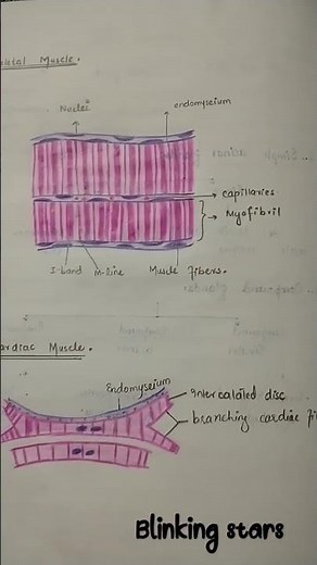 labelled diagram of skeletal, cardiac and smooth muscle with histo pencils.