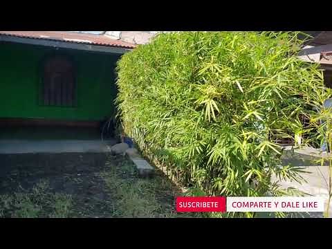 Mi primer cerco de bambú. Trimming bamboo fence hedge.