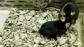 Gene-edited mice show improvement from diseases in new study