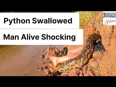 Giant Python Eats Man Alive And Locals Capture The Remains On Camera Watch Till End Shocking Video