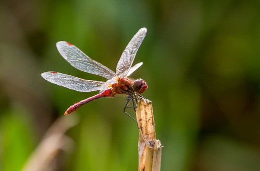 9 Things Dragonflies Like to Eat Most (Diet, Care & Feeding Tips)