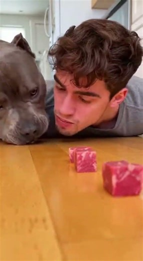 Big Challenged!! NO WAY!! 😳🤣 #shorts #dogs #food #challenge #funny