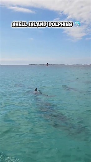 Shell Island dolphin tours with Flippin Awesome Adventures guided by a marine biologist 🐬