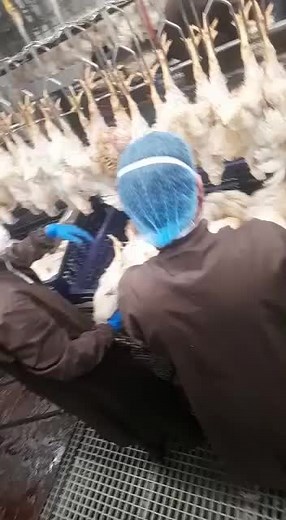 Industrial Chicken Processing Operations Explained