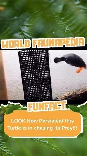 Hungry Turtle chases prey (Fast Action!)