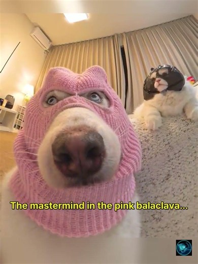 Heart-stopping plot twist: A dog in a pink ski mask #shorts