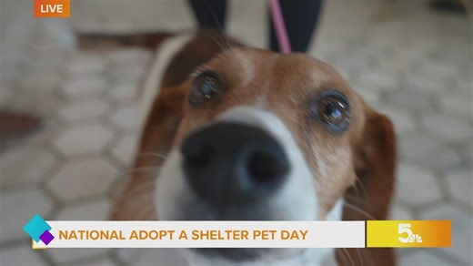 Yuppy Puppies ensures dogs find new homes when tragedy strikes