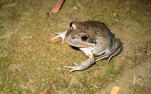 The pobblebonk frog makes the best noises - Australian Geographic
