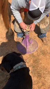 Always DO X RAYS.... had a horse with an abscess. Dug it out... No major drainage - no improvement- did an X-ray.... there was a foreign body - decided to extract it.... This is a first.... It’s a Cap (tooth) either from him in the past or a stable mate. 😳 | JT Livestock Co