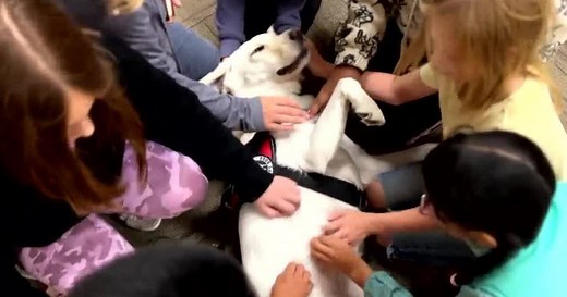Franklin Special School District gets help from nine therapy dogs