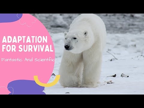Adaptation For Survival In Animals| Adaptation In Animals| Science For Kids | Adaptation For Grade 4