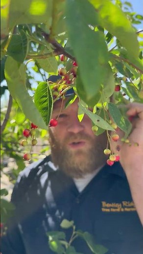 Autumn Brilliance Serviceberry!