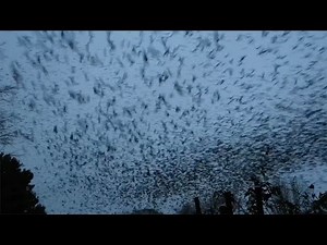 Incredible Starling Murmuration Close To Photographers Head