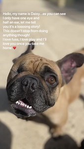1.7K views · 45 reactions | Meet the dogs..... For more information on the dogs we have available for adoption and to support them whilst they are at Abbey Street please visit our website- https://buff.ly/2xRsXsZ. Thank you to Georgie from Animal Care for such a fab video ❤️. #RSPCADerby #RescueRehabilitateRehome | RSPCA Derby | Facebook