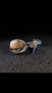 Two octopus 🐙 fighting for foods #fishing #fishinglife #fishingtrip #fishingadventure #stressreliever #fbreelsfypシ゚ #lifestyle #fyp #fb | James Pelarios