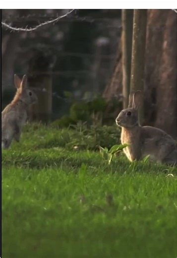 Rabbit Gymnastics: Tricks and Skills in the Field