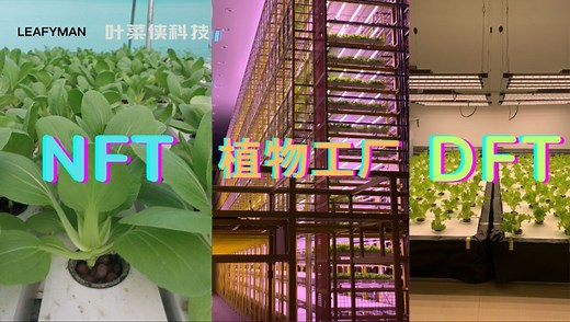 植物工厂 DFT水培 NFT水培是什么样的？