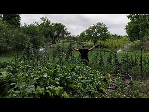 SISTEM DE IRIGAȚIE CU ASPERSOARE ÎN GRĂDINA DE LEGUME